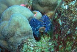 This Christmastree worm has a handlebar moustache by Chuck See 